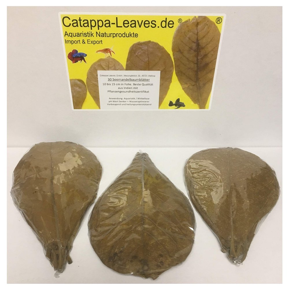 30 Premium Indian Almond Leaves, 10–15 cm, Individually Wrapped