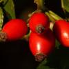 Kamelur Organic Rosehip Powder, 1 kg, Finely Ground, 100% Rosehip, Vegan & No Additives view 3