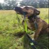 Max & Molly Multifunctional Dog Leash, 2 m, 2 Carabiners, Matrix Lime Green, L view 2