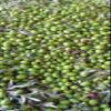 Sicilian PDO Extra Virgin Olive Oil, Tonda Iblea, 500 ml view 3