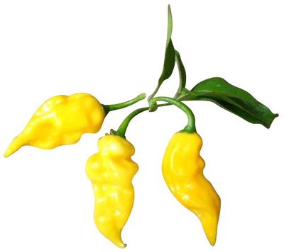 Fruity Chili Variety Pack, 6 Varieties from Mild to Hot – All Rare Fruit Chiles