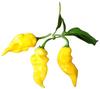Fruity Chili Variety Pack, 6 Varieties from Mild to Hot – All Rare Fruit Chiles view 1