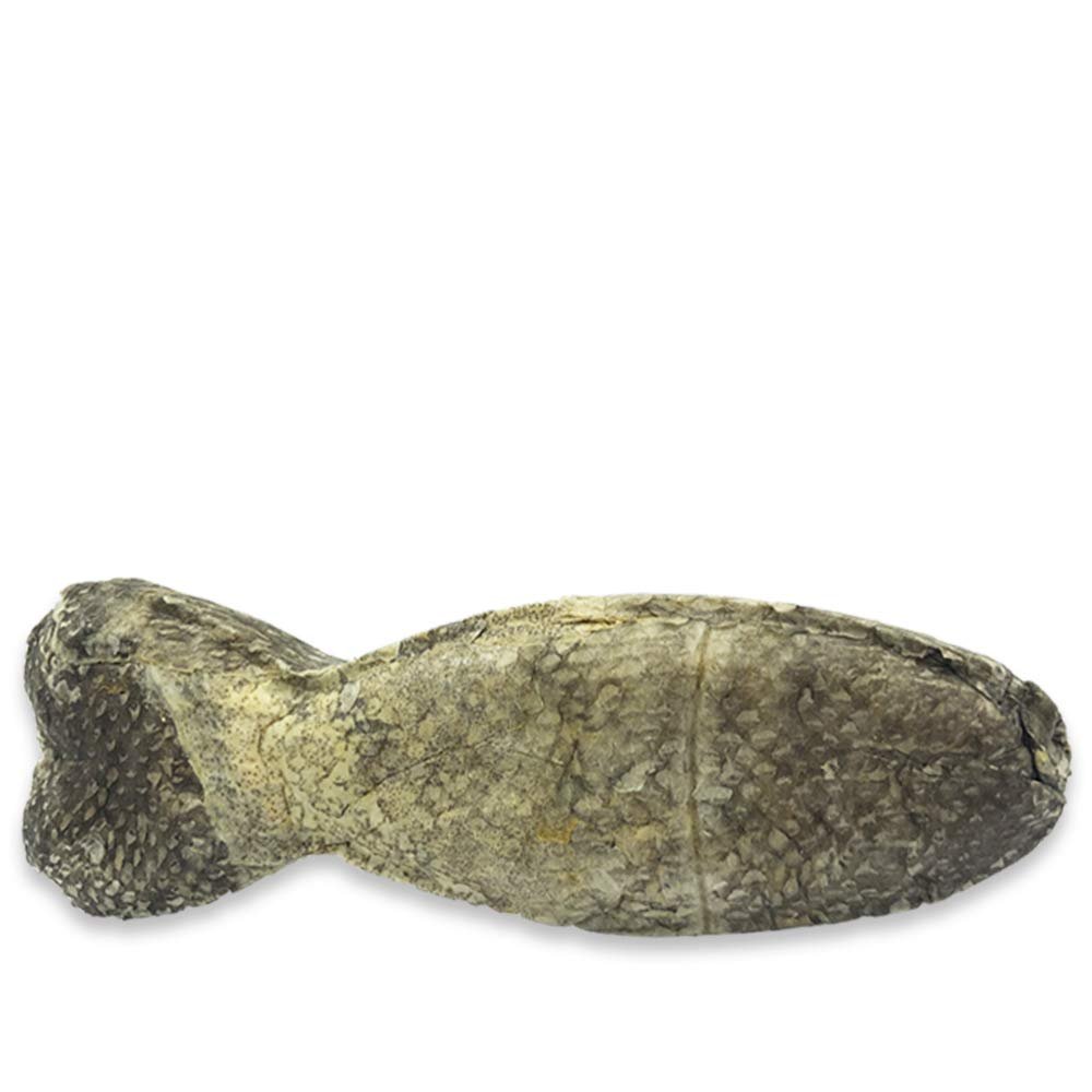 ICEPAW Cod Chew Bones | 10 Count | Fish Snack for Dogs