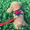 Breathable Harness with Leash for Chihuahua Yorkie Puppies | Red view 3