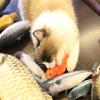 Catnip Fish Toy - 20cm view 4