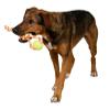 Kerbl Pet Ball on Rope, 37 cm, Orange Cotton view 2