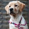 Retriever/Moxon Dog Leash Sporty Style, 6 mm Rope, Collar Function view 4