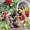 20 Napkins with Mushrooms and Berries for Fall Table Decor, 33 x 33 cm view 1