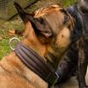 Ambros Brown Buffalo Leather Dog Collar, Soft and Tapered (M) view 2