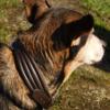 Ambros Brown Buffalo Leather Dog Collar, Soft and Tapered (M) view 3