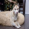 JRUI Deluxe Round Plush Donut Pet Bed, Beige view 2