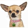 Dreamls Pet Pendant for Dogs and Cats view 3