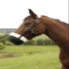 Covalliero Teddy Fleece Grazing Muzzle view 1