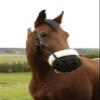 Covalliero Teddy Fleece Grazing Muzzle view 2