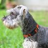 Joytale Dog Collar, Padded Neoprene Nylon Adjustable Collar for Medium Dogs, Soft and Reflective, M, Orange view 2