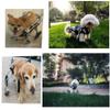 Cora Pet Dog Wheelchair for Small to Large Dogs, 1–75 kg view 3