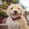 Unique Style Paws Dog Collar with Removable Bow, Adjustable, XXS-XL view 4