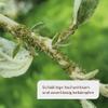 Plantura Bio Neem Pest Control, effective against aphids, thrips & more on vegetables, herbs and ornamental plants, 150 ml concentrate for up to 50 L (600 m²) view 3