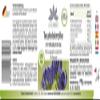 Devil’s Claw Capsules with Willow Bark – 900 mg Extract per Daily Dose, 120 Capsules, Vegan | HERBADIREKT by Warnke Vitalstoffe view 2