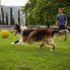 YMZ Joint Brace for Dogs, Reflective, Wound Protection and Knee Support, Size M, 11.5 x 17 cm, 2-Pack view 3