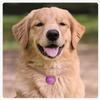 Personalizable Round Pet Tag view 2