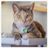 Personalizable Round Pet Tag view 3