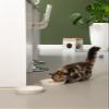 Beeztees K BZ ZINA Food Plate for Kittens, 17.5 x 17.5 x 3.5 cm view 3