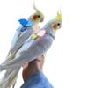 TBWHL Adjustable Parrot Bird Harness and Leash Set, Anti-Bite Training Harness, Outdoor Flight Leash for Large Sulfur-Crested Cockatoos and Macaws, XL, Yellow view 4