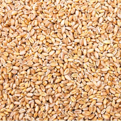 Petigi 15 kg Wheat Grain, Single Feedstuff for Chickens and Wild Birds