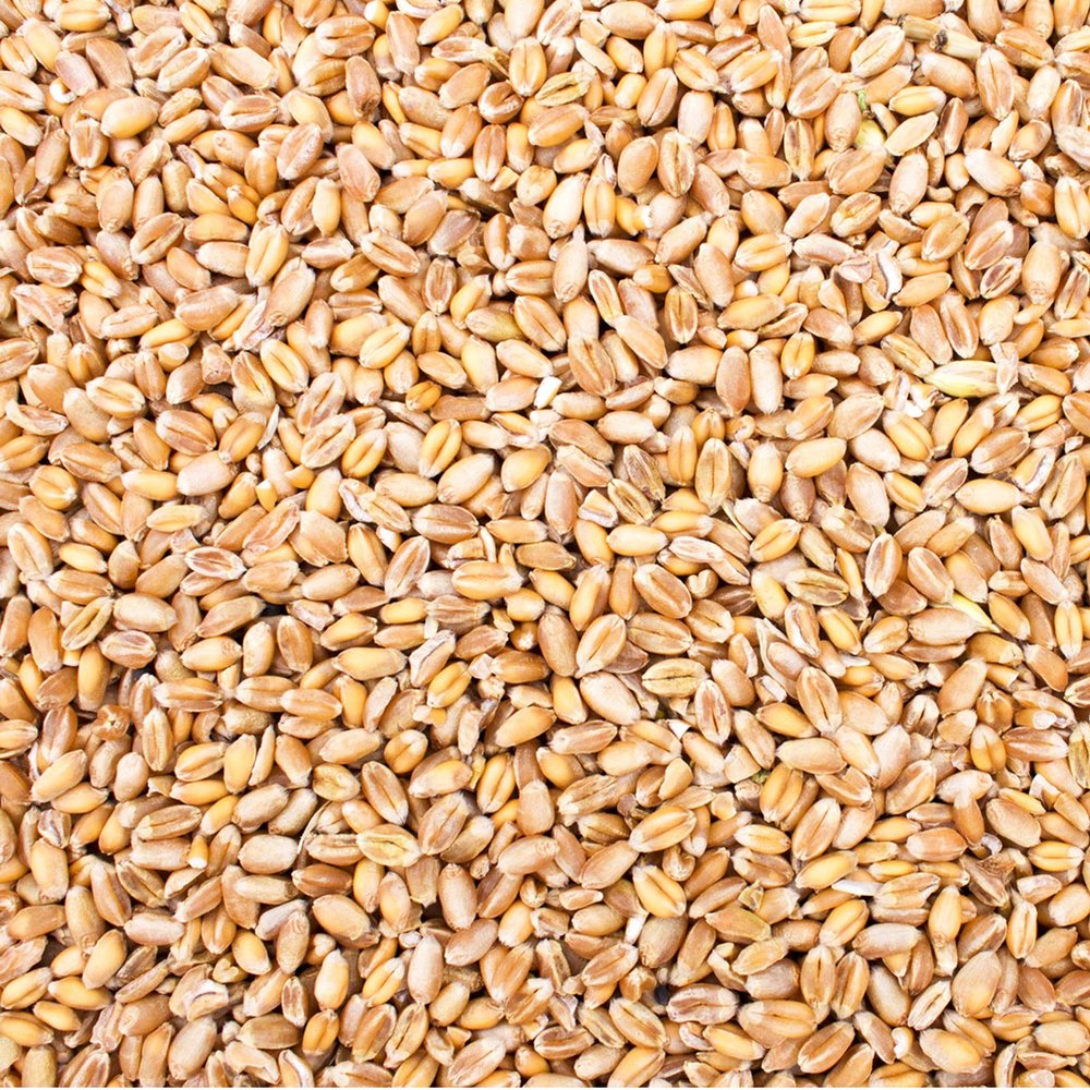Petigi 15 kg Wheat Grain, Single Feedstuff for Chickens and Wild Birds