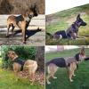 Homeilteds 1000D Nylon Tactical Dog Harness Vest, Army Green, Size L view 2
