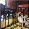 DZDZXQG Baby Safety Gate for Stairs, Dog Gate, No-Drill Safety Gate, Pet Isolation Gate for Indoor Railings (Height: 78 cm, Size: 159–166 cm) view 1