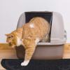Relaxdays Cat Litter Mat, Hygienic, Non-Slip, Waterproof PVC, 40 x 59 cm, Color Options view 3