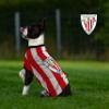 CYPBRANDS SH-01XL-AC Athletic Club T-Shirt for Dogs, Size XL, Striped, Red/White view 2