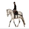 Equiband Equicore Concepts Complete System, Regular Size, Full Horse view 2