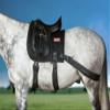 Equiband Equicore Concepts Complete System, Regular Size, Full Horse view 4