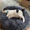 Fluffy Washable Dog Bed and Cat Sofa, Dark Gray, 70 cm view 2