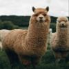 Leo Design Alpaca and Lamb Wool Socks for Women and Men view 3