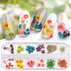 Dried Nail Flowers Set, 3 Boxes, Multicolor view 3