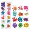 Dried Nail Flowers Set, 3 Boxes, Multicolor view 4