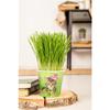 Cat Grass - Fresh Green for Indoor Cats, Easy to Grow for Pots and Balconies view 3