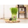 Cat Grass - Fresh Green for Indoor Cats, Easy to Grow for Pots and Balconies view 4