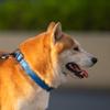 Hyhug Martingale Nylon Dog Collar, Anti-Escape, Small, Marina Blue view 4