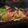 GARNELEN4YOU Feeding Bowl | Made in Germany | Premium Lab Glass view 2