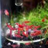 GARNELEN4YOU Feeding Bowl | Made in Germany | Premium Lab Glass view 3