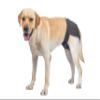 BePetMia Washable Dog Diapers, Reusable Dog Diapers, Eco-Friendly Dog Hygiene Pants (M: 40-55cm, Black) view 2
