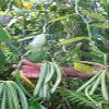 Premium Vanilla Beans, 3 pcs, approx. 15–17 cm long, unsplit, beautiful color and aroma view 2