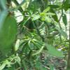 Premium Vanilla Beans, 3 pcs, approx. 15–17 cm long, unsplit, beautiful color and aroma view 3