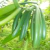 Premium Vanilla Beans, 3 pcs, approx. 15–17 cm long, unsplit, beautiful color and aroma view 4