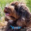 Ancol Viva Quick Fit Adjustable Dog Collar, Durable, Weatherproof, Poly Fabric, 30-50 cm, Size 25, Blue view 3